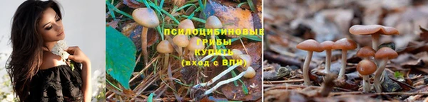 PSILOCYBIN Киреевск